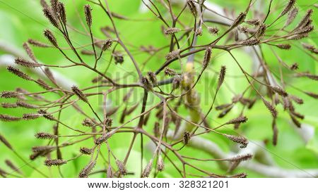 Pisonia Seed Burrs On A Tree At Heron Island On The Great Barrier Reef