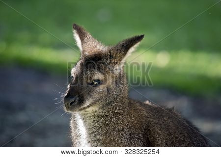 This Is A Three Quarter V Iew Of A Red Necked Wallaby