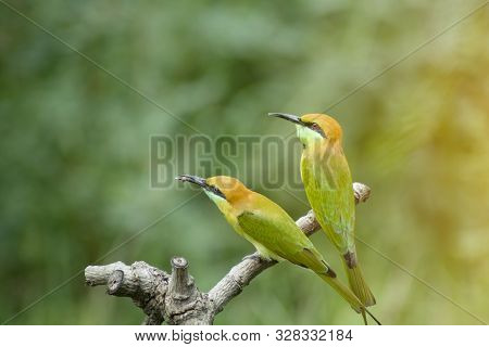 Beautiful Bird Chestnut Headed Bee Eater On A Branch.(merops Leschenaulti) With Green Background