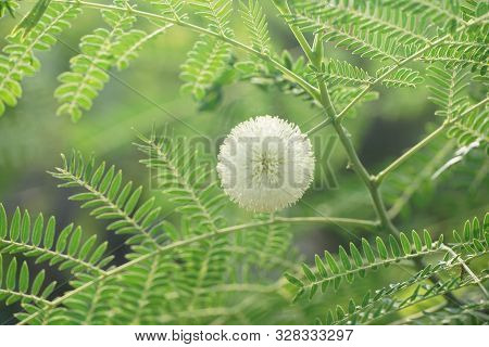 Close Up Leucaena Glauca Tree In Nature Garden
