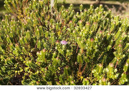 Pimelea Ferruginea