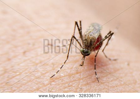 Striped Mosquitoes Are Eating Blood On Human Skin. Mosquitoes Are Carriers Of Dengue Fever And Malar
