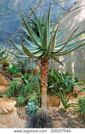 Group Of Green Cactus In The Botanic Garden, Exotic Plant (echinopsis Calochlora, Echinocactus Gruso
