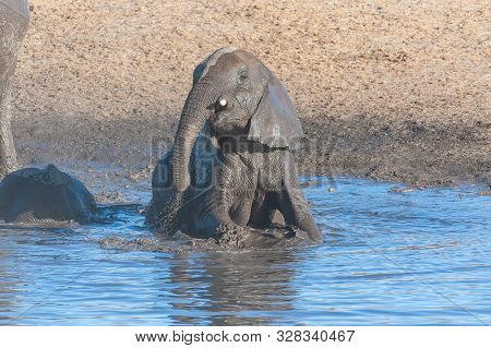 A Baby African Elephant -loxodonta Africana- Is Taking A Bath In A Waterhole In Etosha National Park
