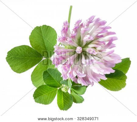 Clover or trefoil leaves and flowers isolated on white background. Close-up.