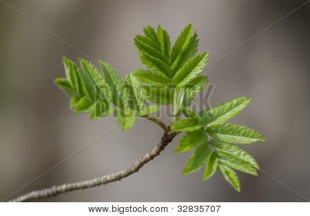 Rowan branch op natuurlijke achtergrond