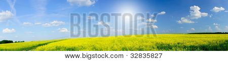 Smukke Panorama af gyldne Rapefield og blå himmel.