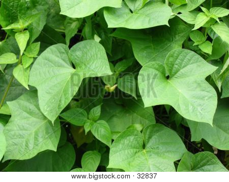 Verde melado