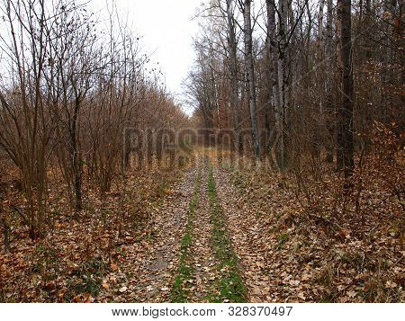 Dull, Bleak And Deserted Forest In Late Autumn. Fall Forest Road With Bare Trees And Fallen Foliage 