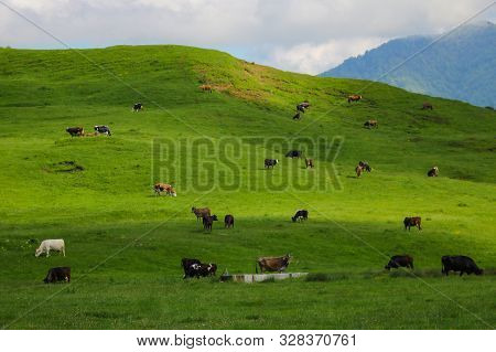 View Of The Green Hills And Mountainsides. A Clear Sunny Day. On The Slopes In The Distance Sheep An