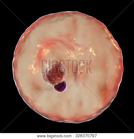 The Malaria-infected Red Blood Cell. 3d Illustration Showing Parasite Plasmodium Malariae In The Sta