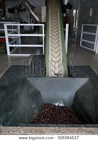 The Process Of Producing Olive Oil In A Modern Oil Mill In Northern Cyprus. Conveyor Or Conveyor For