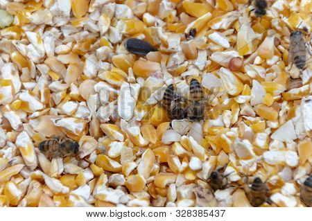 A Close Up View Of Swam Of Honey Bees In A Container Of Yellow Corn Digging Nectar And Pollen