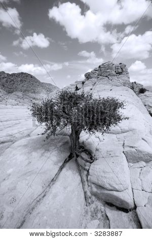 Close Up sulle rocce con un piccolo albero - bianco e nero