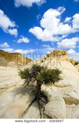 Close Up sulle rocce con un piccolo albero - Snow Canyon Utah