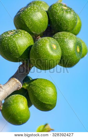 Unripe Green Figs Fruits Riping On Fig Tree