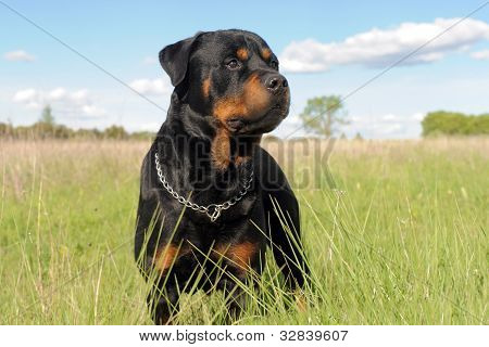 Rottweiler