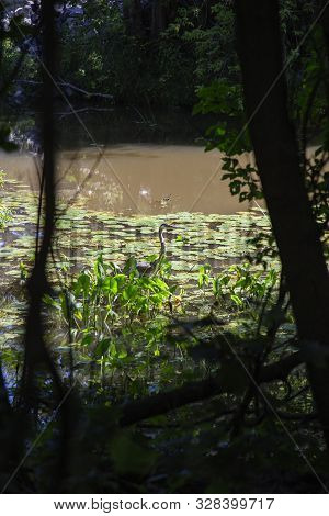 Blue Heron, In A Marsh, Surrounded By Lilipad, Hunting For Frogs