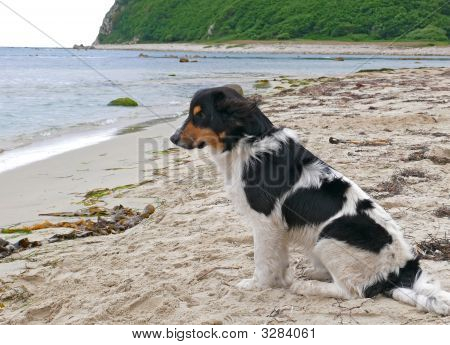 Hund på stranden