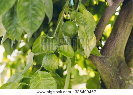 Green Citrus Aurantium. Close-up Of Green Citrus Fruit, Natural Background. Nature Concept. Oranges 
