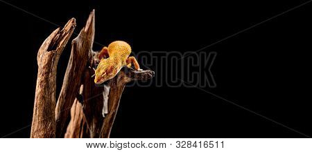 Leopard Gecko On The Wood In The Forest, Isolated On Black Background