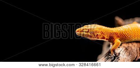 Leopard Gecko On The Wood In The Forest, Isolated On Black Background
