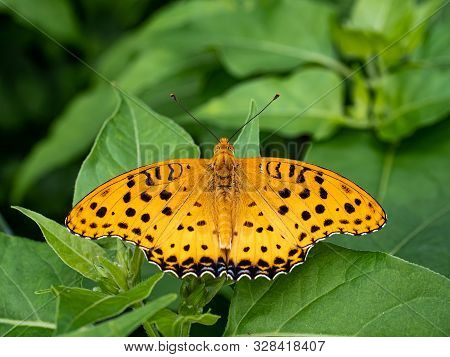 An Indian Fritillary Butterfly, Argynnis Hyperbius, Rests On A Leaf In A Japanese Garden Near Yokoha