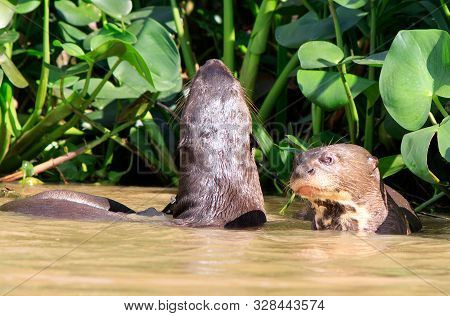 Giant River Otters With Heads Above Water, One Otter Is Stretching The Other Is In Clear View.   Pan