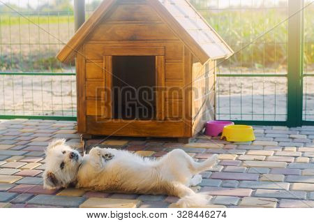 Beautiful White Pooch Dog Near The Booth On A Sunny Day. House For An Animal. Selective Focus