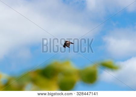 An Adult Red-tailed Hawk Flies On A Bright Blue Sky Day