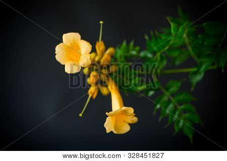 Blooming Curly Flower Kampsis On A Branch, Black Background.