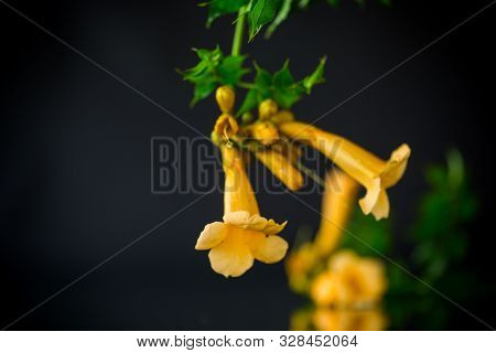 Blooming Curly Flower Kampsis On A Branch, Black Background.