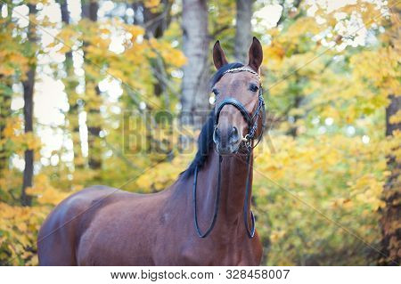 Portrait Of Graceful Thoroughbred Chestnut Horse Standing On Autumn Background. Multicolored Horizon