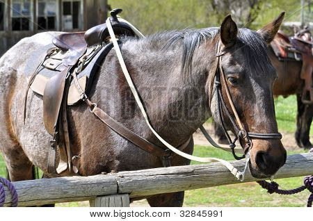 Mooi paard