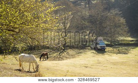 Chiapas, Mexico - February, 28th, 2018: Horses And A Westfalia Camper Van At The Encuentro Park