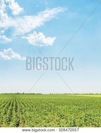 green sunflowers field before flowwering and blue sky with clouds over it