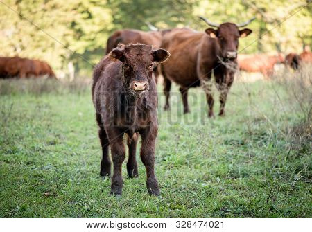 Portrait Of A Little Calf. Race Of Cows The Salers