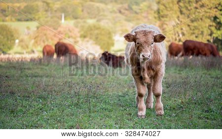 Portrait Of A Little Calf. Race Of Cows The Salers
