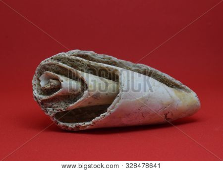 Front View Of A Part Of Marine Fossil Strombus Bobonius On Red Background