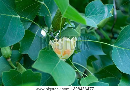 One Flower Of Tulip Tree With A Lot Of Leaves