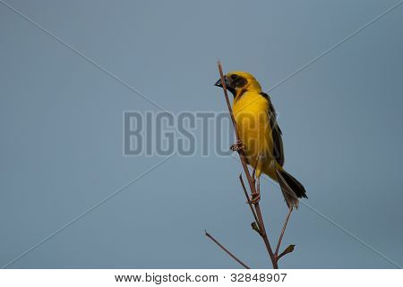 Mężczyzna Azji Weaver złoty