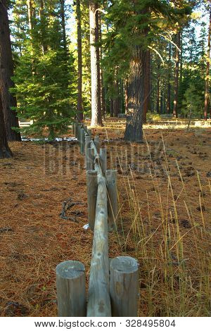 Fence Leading Thru The Pine Tree Forest In Lake Tahoe