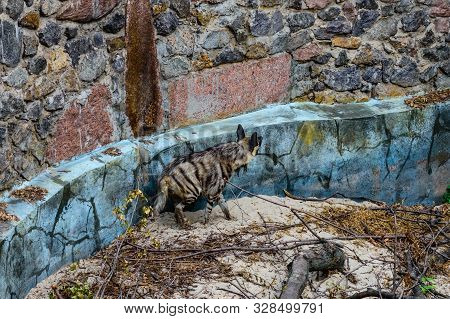 Striped Hyena (hyaena Hyaena) On A Sand