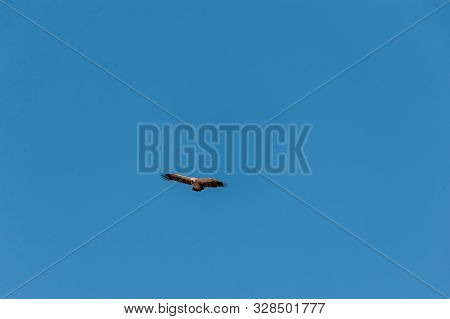 A White-headed Vulture -trigonoceps Occipitalis- Circling Over Etosha National Park, Namibia.