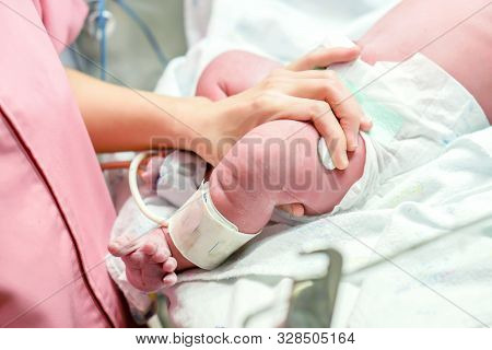 Image Of Nurse Hand Uses A Small Gauze Pad Pressed Against A Wound In The Leg Of A Newly Vaccinated 