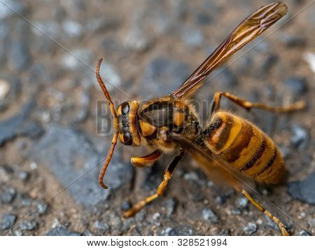 A Japanese Yellow Hornet, Vespa Simillima Xanthoptera, Rests Beside A Road On A Cool Late Summer Eve