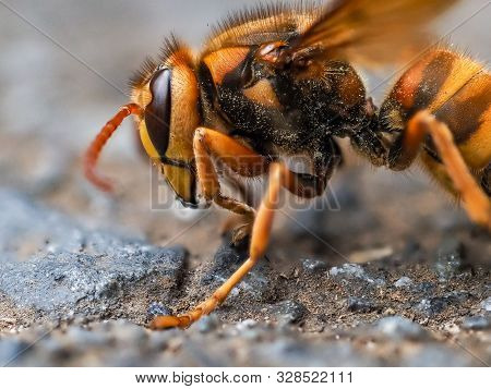 A Japanese Yellow Hornet, Vespa Simillima Xanthoptera, Rests Beside A Road On A Cool Late Summer Eve