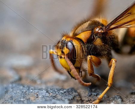 A Japanese Yellow Hornet, Vespa Simillima Xanthoptera, Rests Beside A Road On A Cool Late Summer Eve