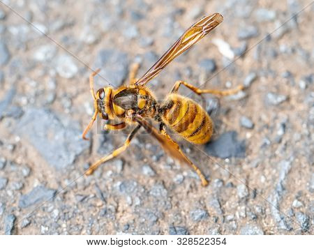 A Japanese Yellow Hornet, Vespa Simillima Xanthoptera, Rests Beside A Road On A Cool Late Summer Eve