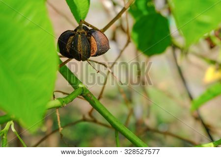 Close Up On Sacha Inchi Fruit And Leaves. Sacha Inchi Peanuts In The Garden, Chainat Thailand.